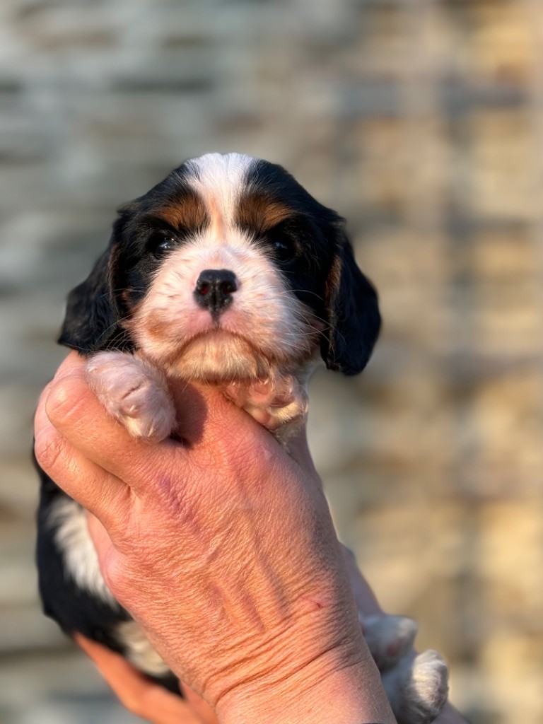 Of Blue Drop - Chiot disponible  - Cavalier King Charles Spaniel